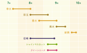 荒井果樹園　梨　ぶどう　収穫・販売スケジュール